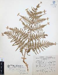 Pteridium caudatum image