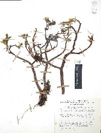 Sedum tortuosum image