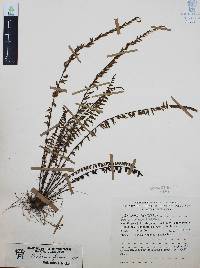 Asplenium monanthes image