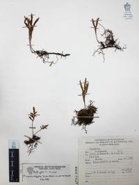 Pleopeltis angusta image