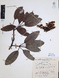 Arbutus xalapensis image