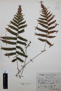 Thelypteris pilosa image