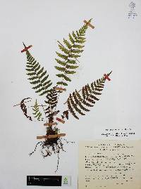 Thelypteris rudis image