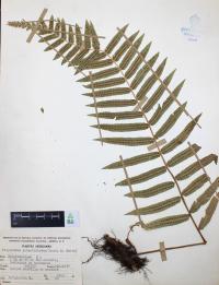 Polypodium subpetiolatum image