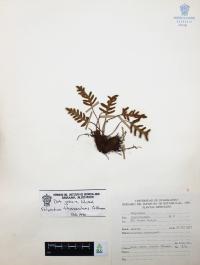 Pleopeltis thyssanolepis image