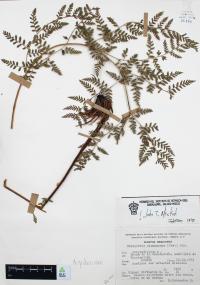 Dryopteris cinnamomea image