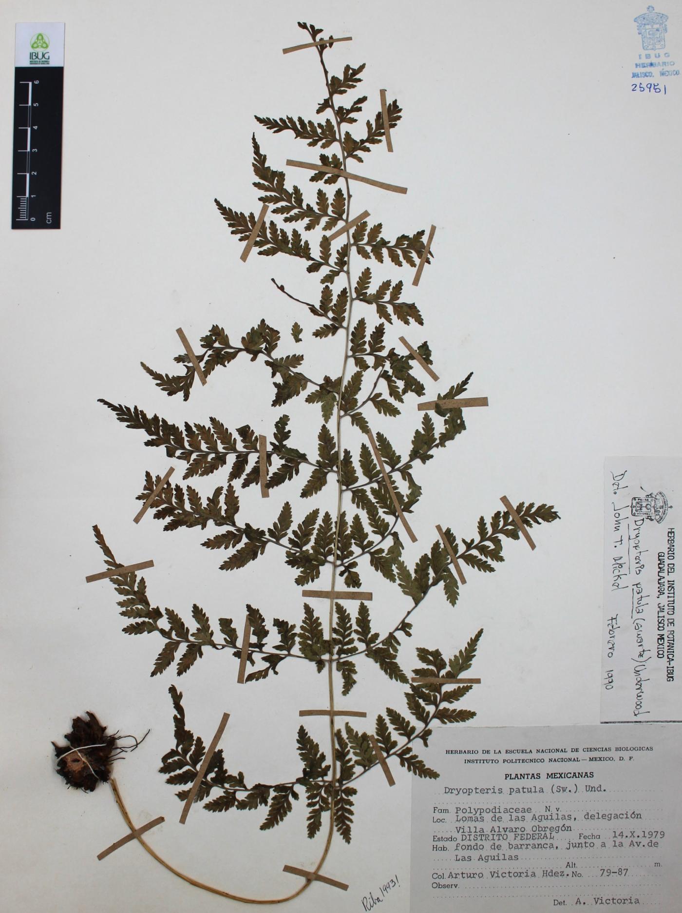 Dryopteris patula image