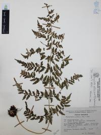 Dryopteris patula image