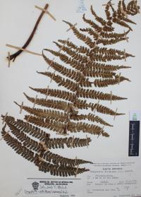Dryopteris wallichiana image