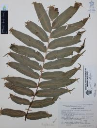 Phanerophlebia nobilis image