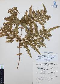 Lygodium venustum image