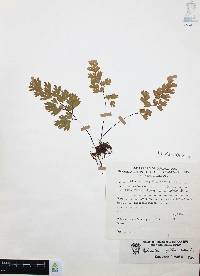 Adiantum capillus-veneris image