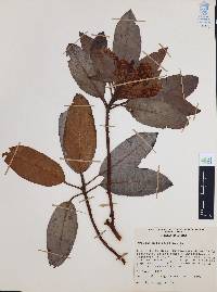 Arbutus xalapensis image