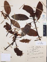 Arbutus xalapensis image