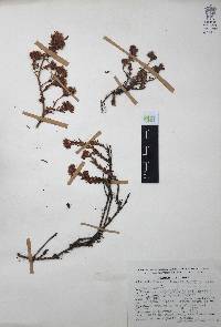 Villadia batesii image