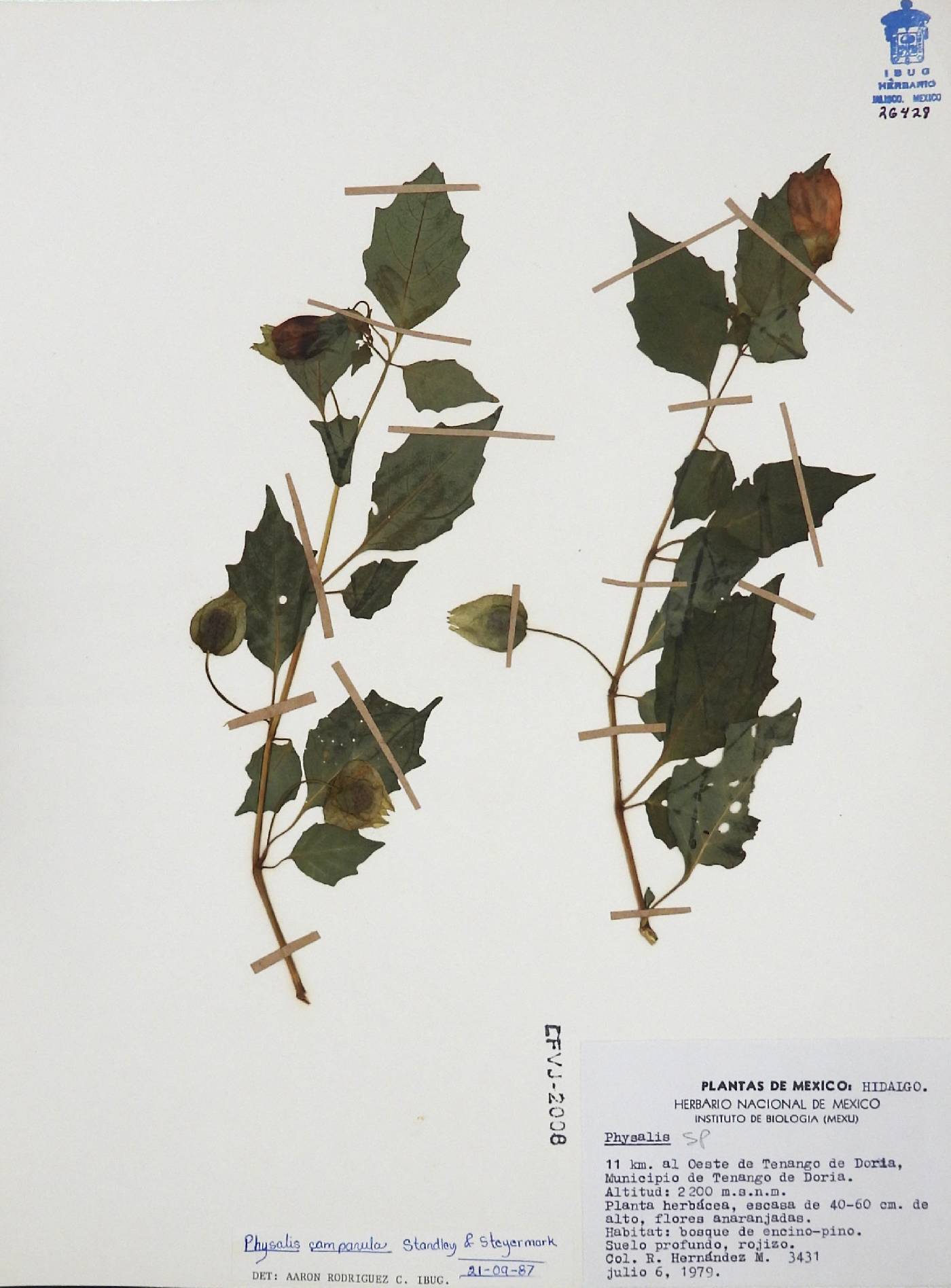 Physalis campanula image