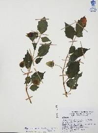 Physalis campanula image