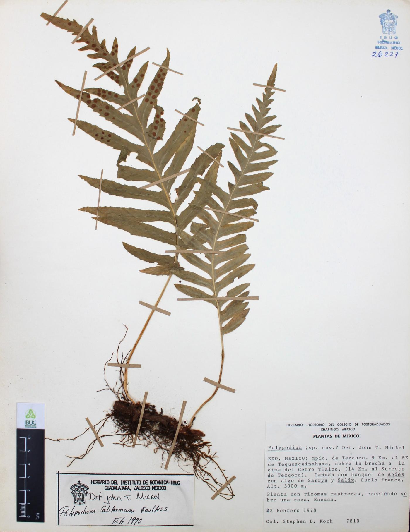 Polypodium californicum image