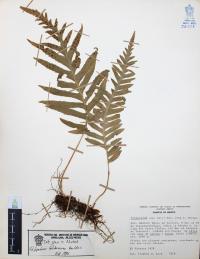 Polypodium californicum image