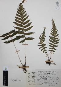 Thelypteris pilosa image