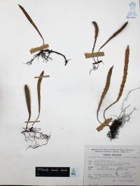 Pleopeltis polylepis image