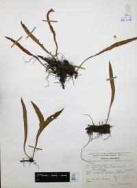 Pleopeltis polylepis image
