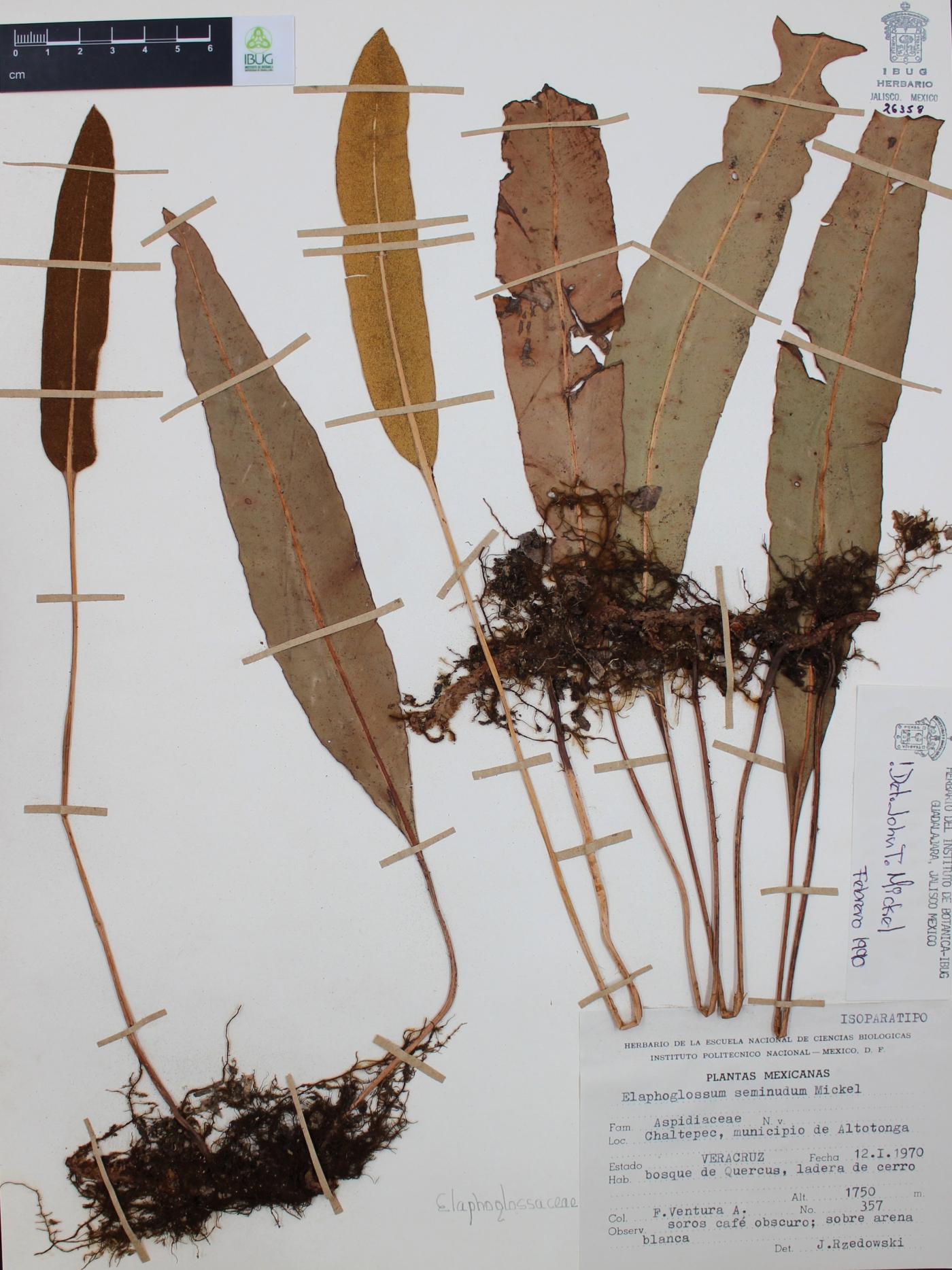 Elaphoglossum seminudum image