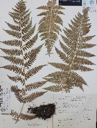 Athyrium bourgaei image