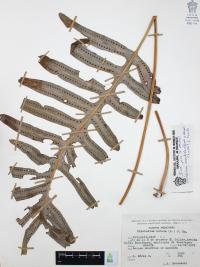 Phlebodium areolatum image