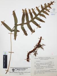 Phlebodium areolatum image