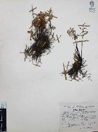Mildella intramarginalis image