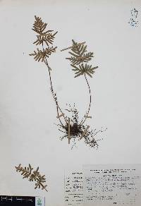 Mildella intramarginalis image