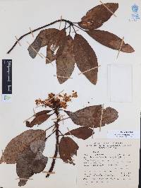 Arbutus xalapensis image