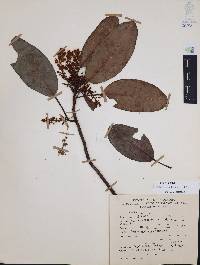Arbutus xalapensis image