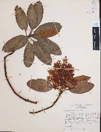 Arbutus xalapensis image