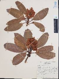 Arbutus xalapensis image