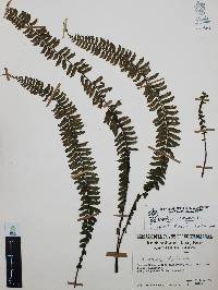 Asplenium monanthes image