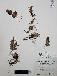 Woodwardia spinulosa image