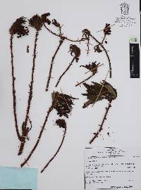 Comarostaphylis glaucescens image