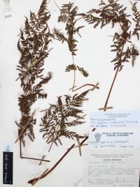Dryopteris cinnamomea image