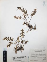 Pleopeltis thyssanolepis image