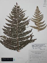 Polystichum aculeatum image