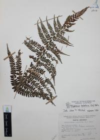 Polystichum aculeatum image