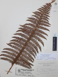 Polystichum speciosissimum image