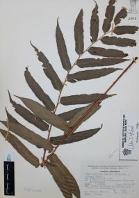 Phanerophlebia nobilis image