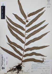 Phanerophlebia nobilis image