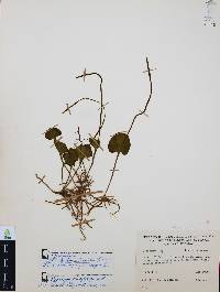 Ophioglossum reticulatum image