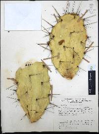 Opuntia atropes image