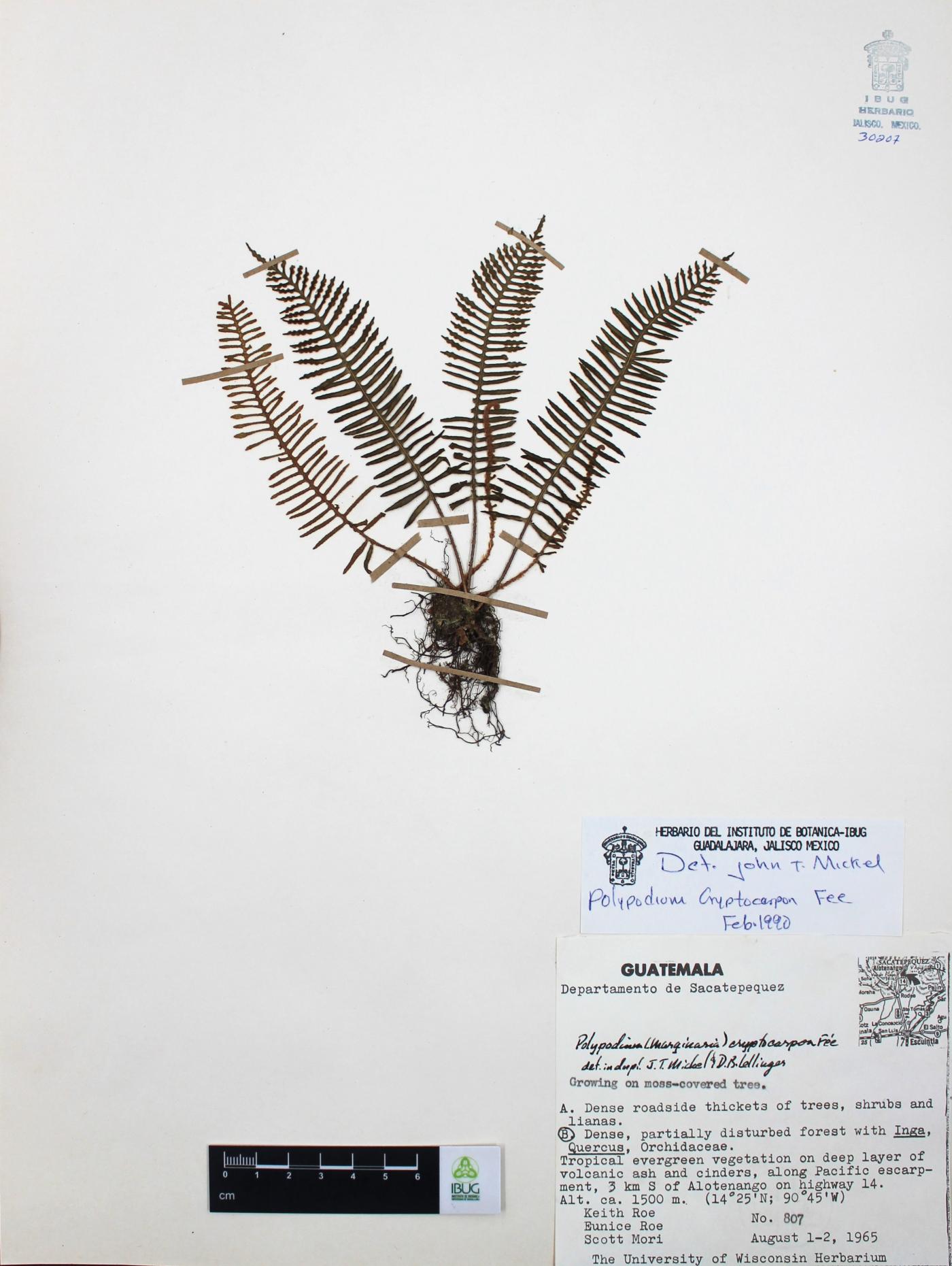 Polypodium cryptocarpon image