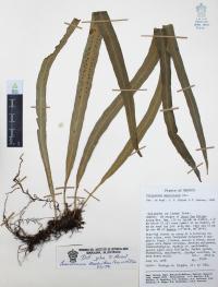 Campyloneurum amphostenon image